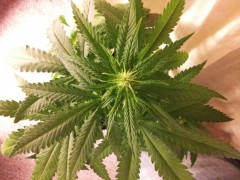 Royal Queen Seeds Special Kush  (3)