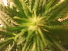 Royal Queen Seeds Special Kush  (4)