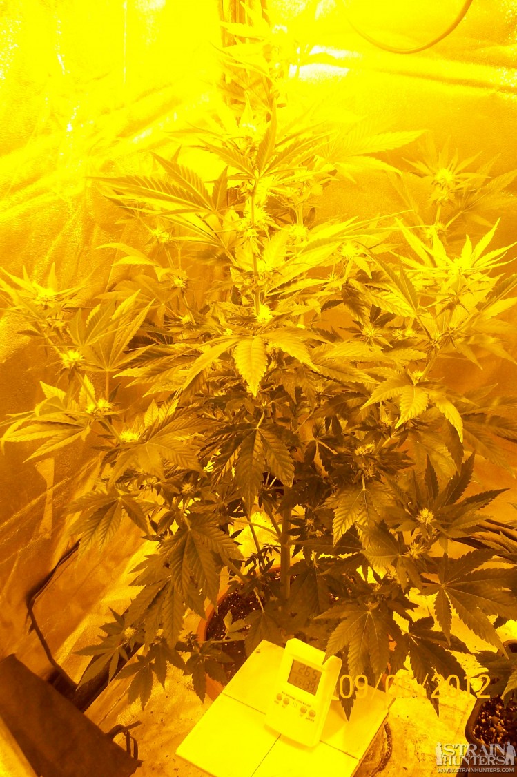 White Lemon#1 50 days VEG. 6 25 days FLOW. under 2 lamps: 1 600 watt and other of 250 watt. The vegetative stage was outdoor, the flowering stage indoor in a 15 liter pots , soil, perlite, and GHSC NUTES ( Mostly Indica ).