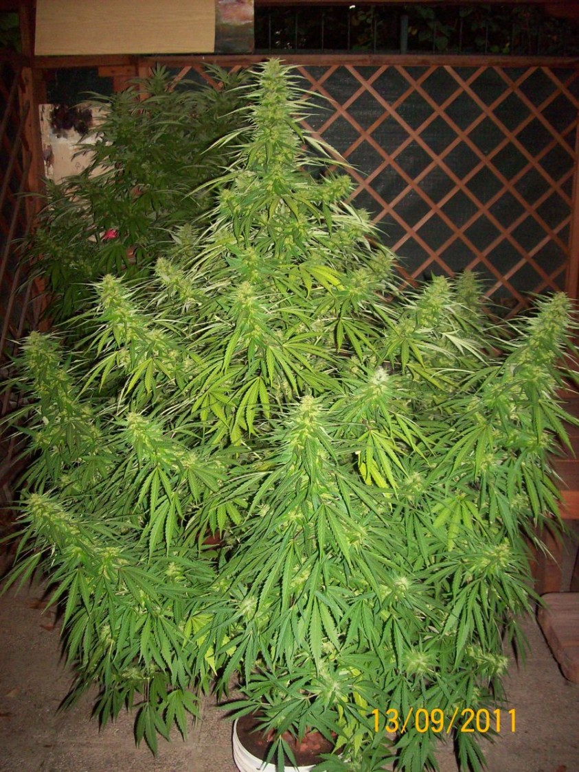Plant outdoor summer 2011. Strain without name.......