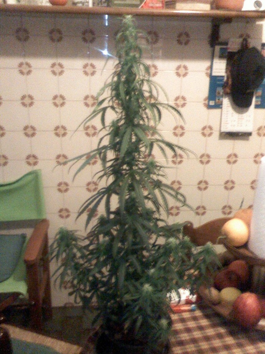 This is the Thay-G of GHSC. Don't laugh at me please!! I have used an a 2 liter pot's,  and woila', the Bonsai!!!