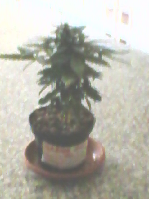 This is the Green-Matic experience, before to buy an a Grow Room. Pot of 1 Liter......