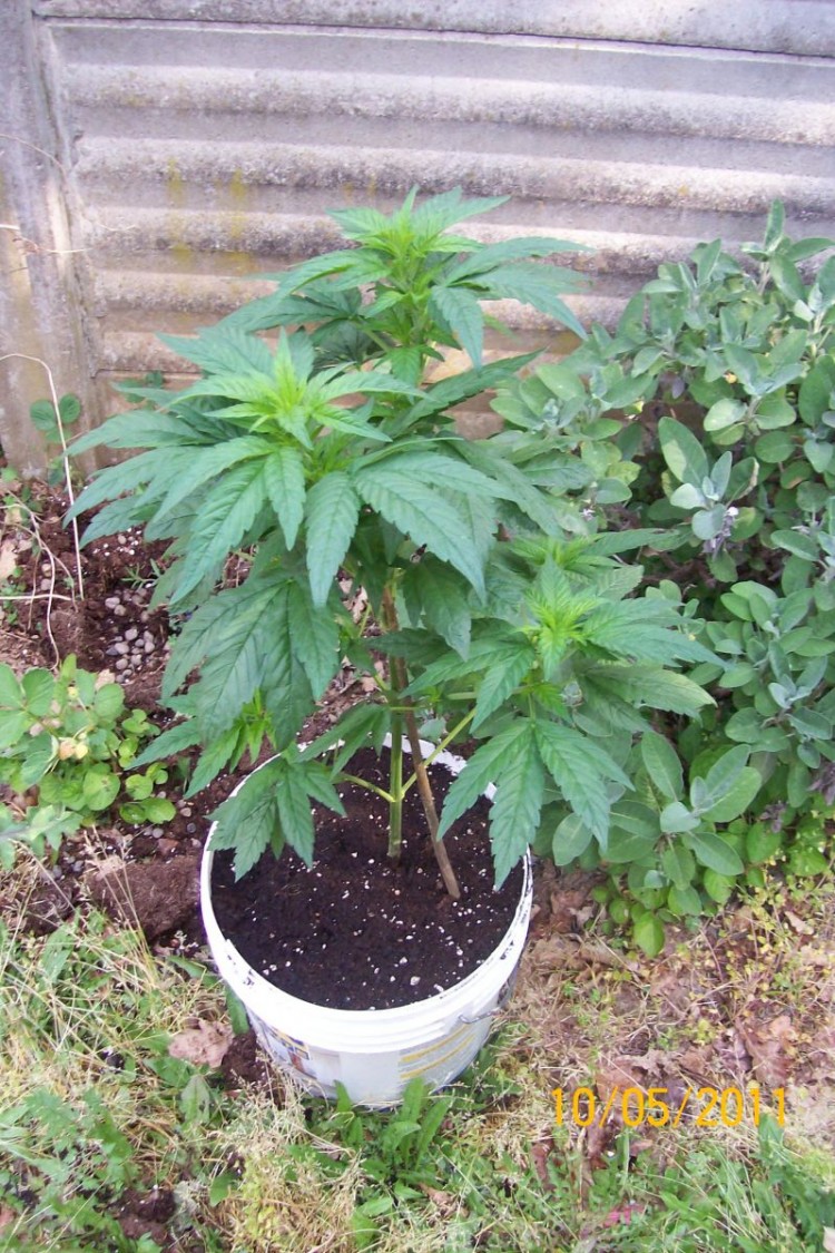 Magic Bud "Paradise Seeds", vegetative stage outdoor in May 2011.