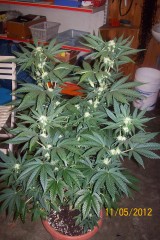 White Lemon#1 50 days VEG. 6 25 days FLOW. under 2 lamps: 1 600 watt and other of 250 watt. The vegetative stage was outdoor, the flowering stage indoor in a 15 liter pots , soil, perlite, and GHSC NUTES ( Mostly Indica ).