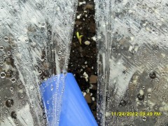 Acclamating seedling To New environment C.