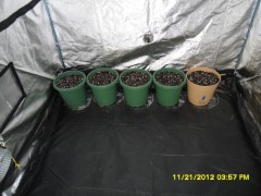 5 pots ready For seed