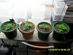 Group left To right Blue Dream Granddaddy Purple #1 Granddaddy Purple #2 Querkle 2 weeks Old