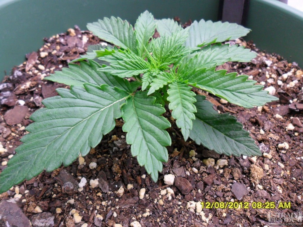 Blue Dream 13 days Old A.