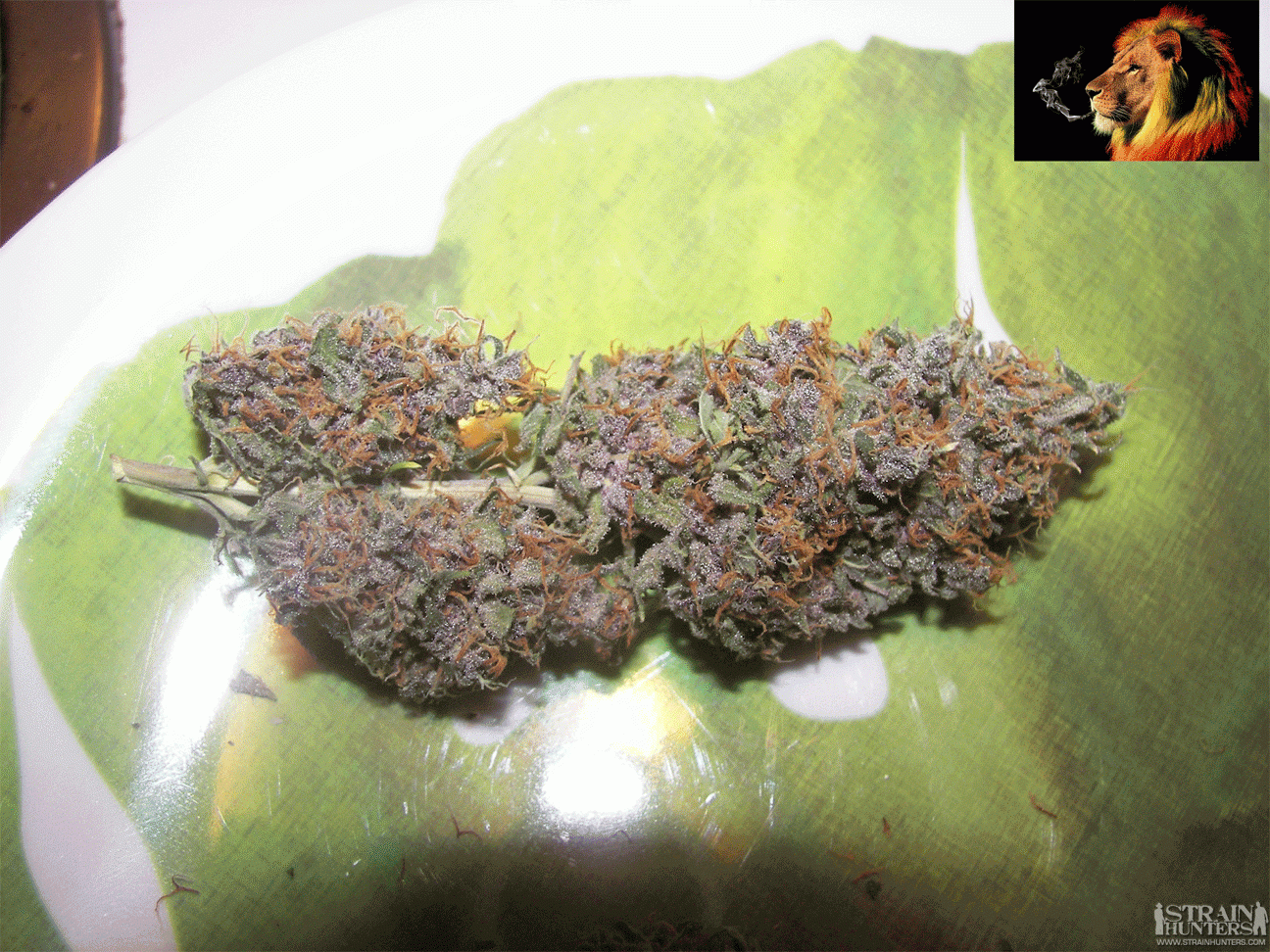 The Purps 3