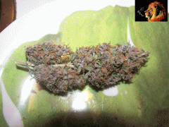 The Purps 3