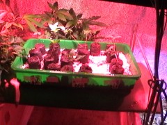 Seeds from the HTCC 2012 with 90W EVO LED