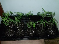 PK5 clones In soil 11 02 2012