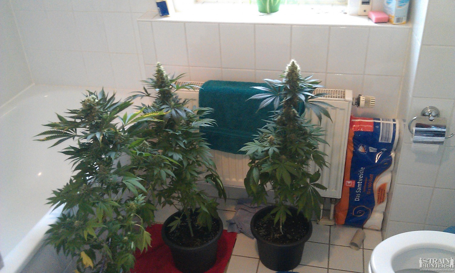 Plants are out for flushing (7weeks of flowering)