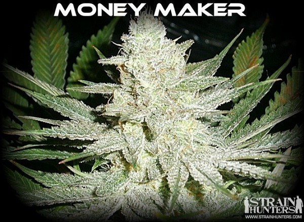 money maker