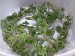 Whats the best curing process for small yields?
