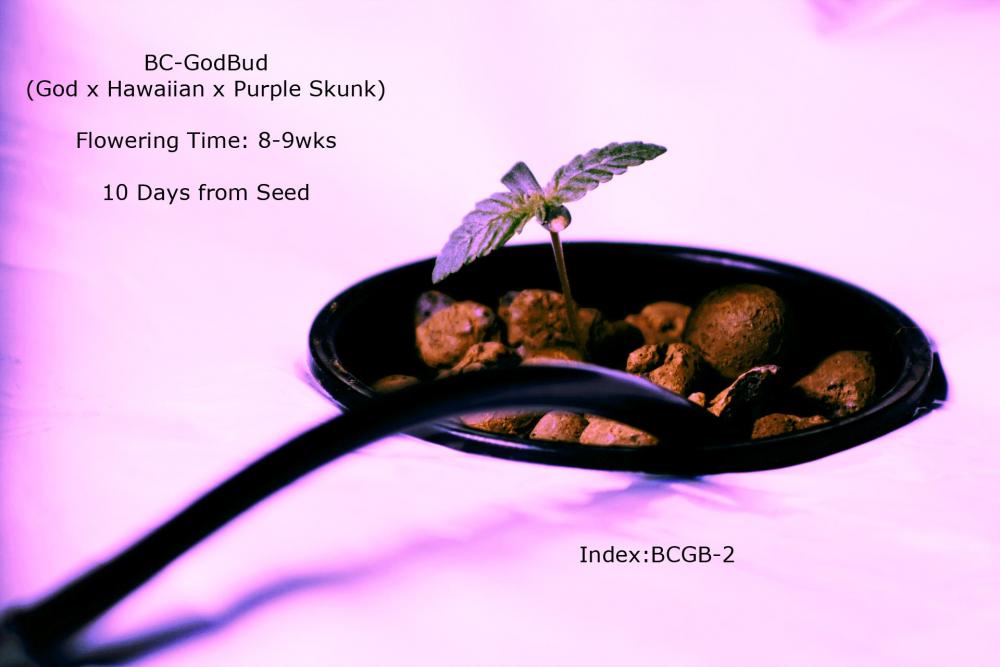 BCGB-10day-seedling.jpg