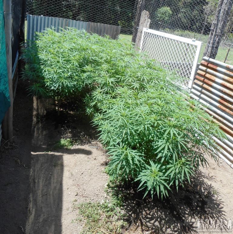 10 female grow throughs planted march 2016