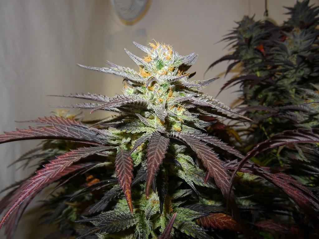 Zombie Kush from Ripper Seeds