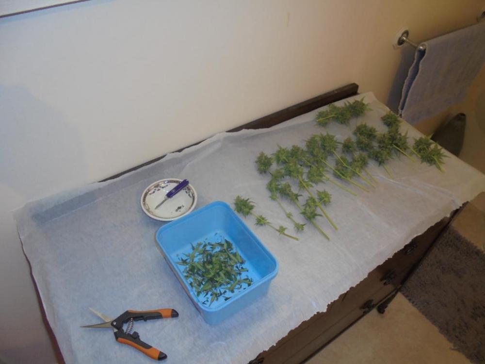 22may-2019-trimming-buds.jpg