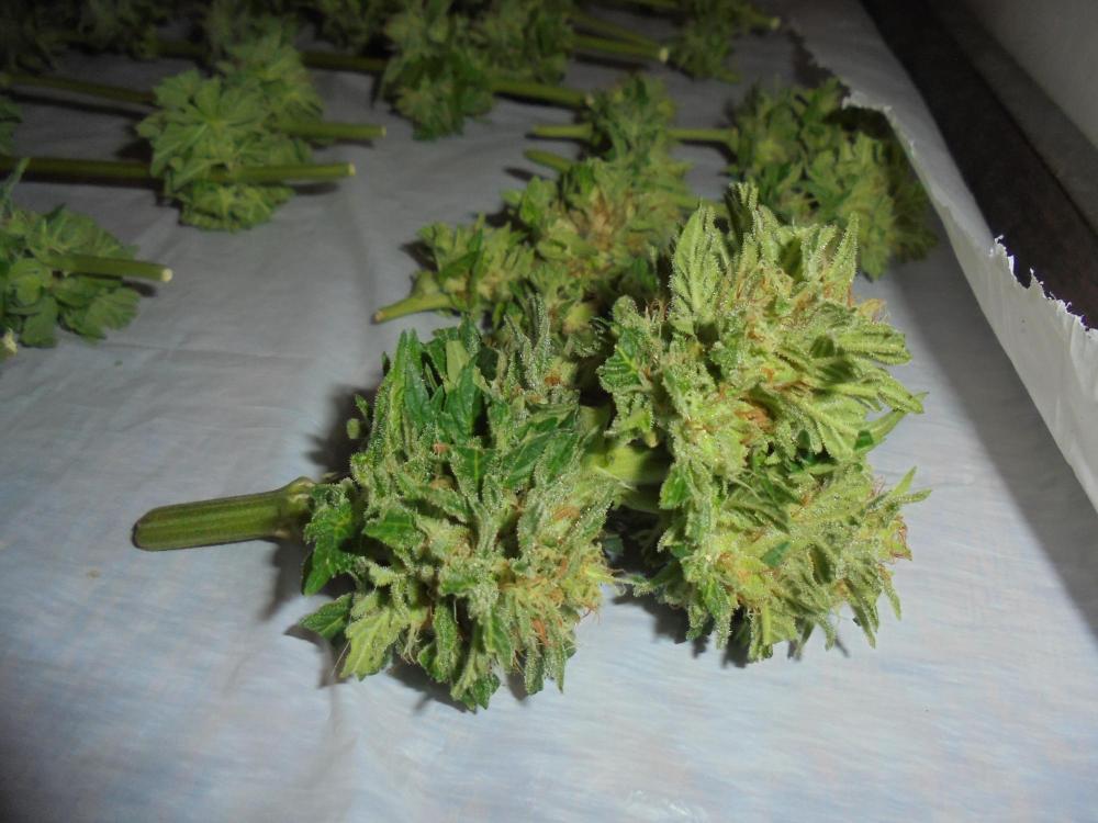 03august-2019-close-up-trimmed-bud.jpg