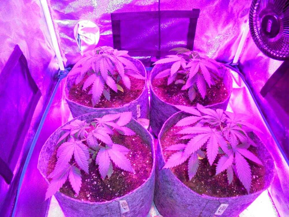 05oct-2019-svk-fed-watered-grow-tent.jpg
