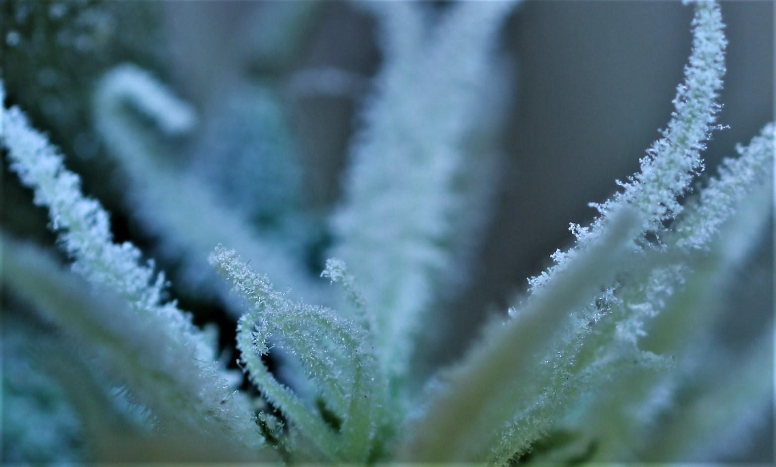 Pistils of the Napoleon Haze #4 pollinated with SourD BX2 pollen