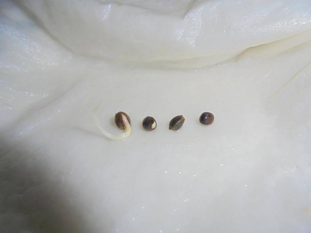 19nov-2019-jh-dead-beans.jpg