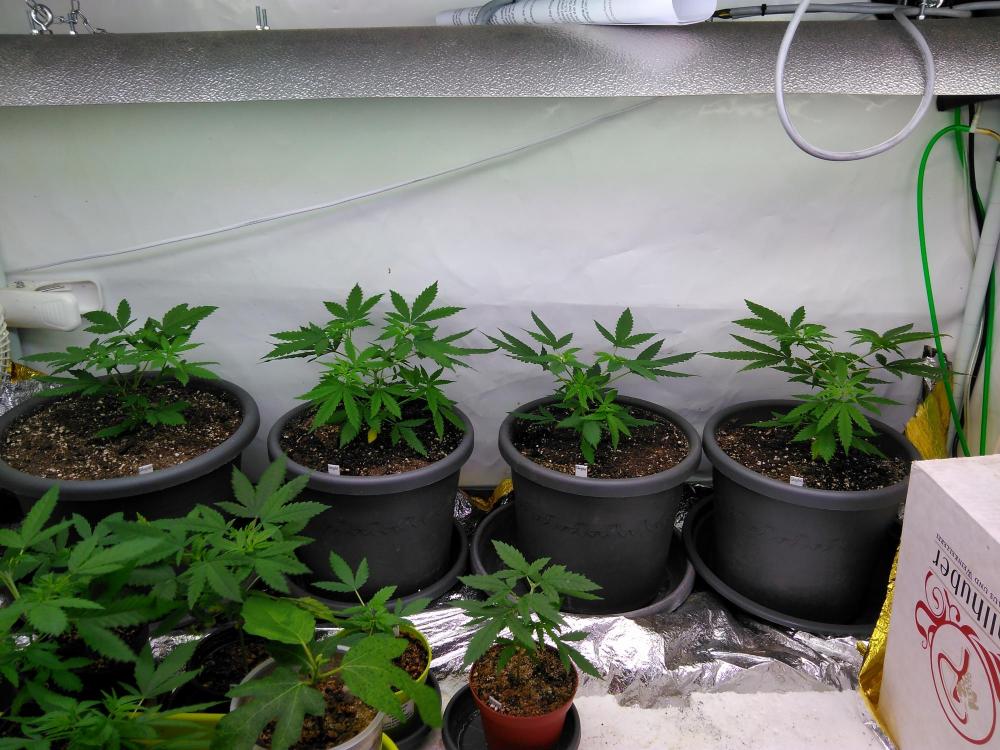 g_a view into the GrowTent.jpg