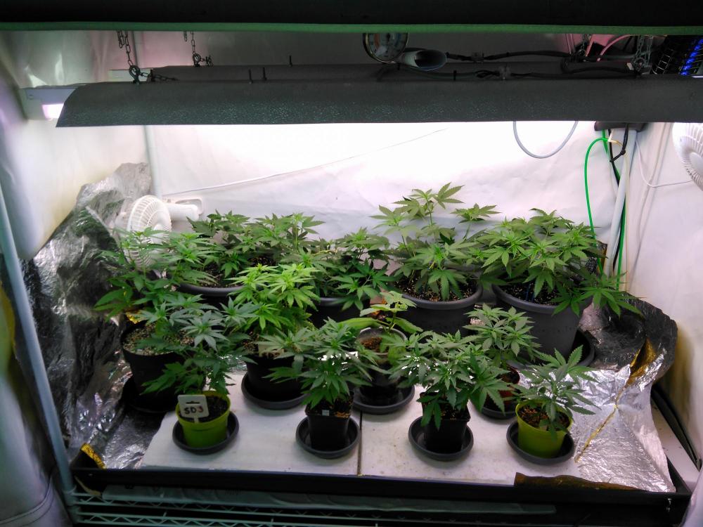 f_View of the plants in the VeggTent.jpg