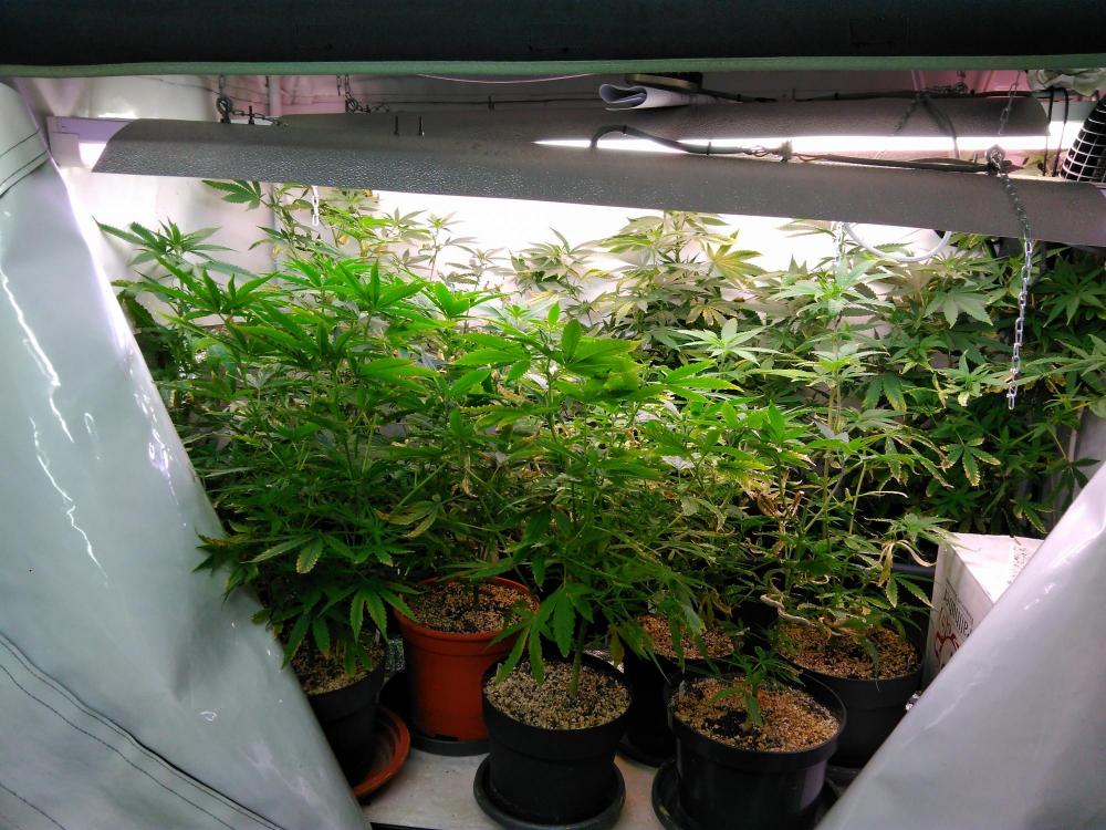 m_View of the plants in the VeggTent.jpg