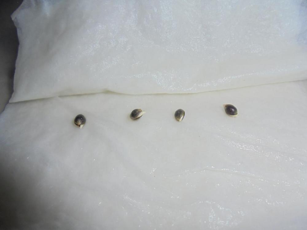 26feb-2021-kj-beans-germinated.thumb.jpg.e50175f499141cabf948d99eef1149c8.jpg